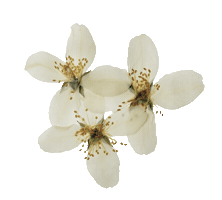 Daisy Sticker by Athleta