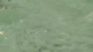 summer lake GIF