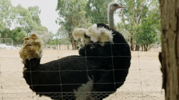 ostrich GIF by Late Night with Seth Meyers