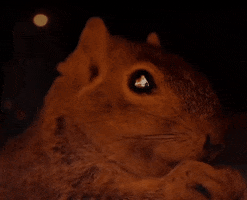 Squirrel Fire Eat Chew GIF