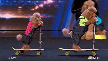 Episode 1 Dog GIF by America's Got Talent