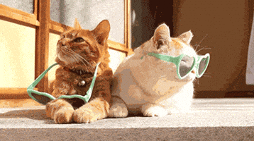 cat cats sunglasses dgaf