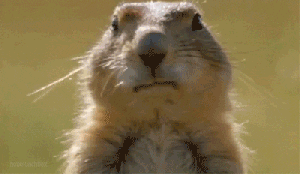 Pohyblivý gif se syslem žvýkajícím žvýkačku a dělajícím bubliny.