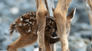 mother nature deer GIF