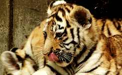 tiger sitting GIF