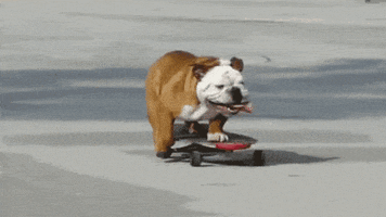 Bulldog Skateboarding GIFs - Get the best GIF on GIPHY