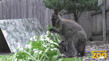 Snack Eat GIF by Brookfield Zoo