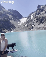 Dog Commandeers Paddleboard during Timed Photo