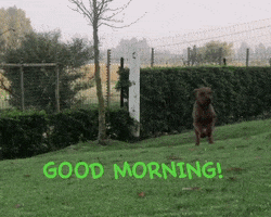 Good Morning Dog GIF by Kleine Haaskraal