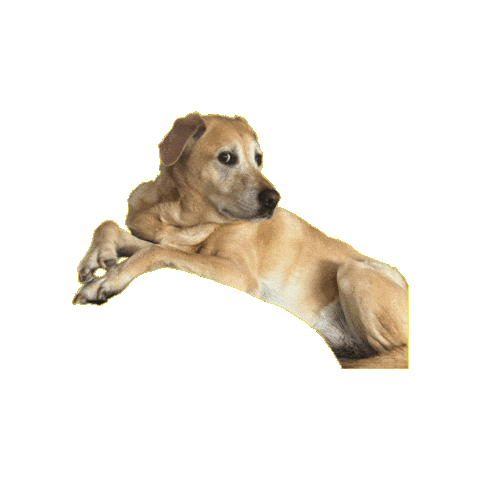 Animated Sticker