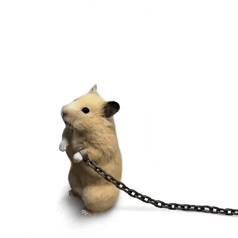 Hamster Matcha GIF