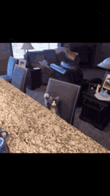 Kitty GIF