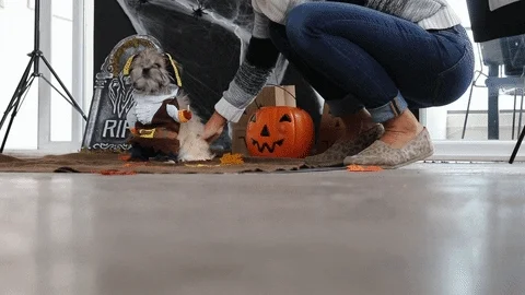 halloween dogs in costume GIF