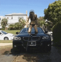 [Linked Image from media0.giphy.com]