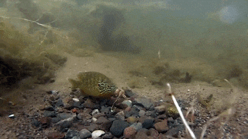 Excuse Me Help GIF by U.S. Fish and Wildlife Service