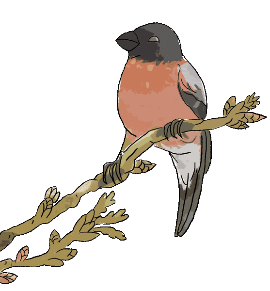 Bird Vogel Sticker by Naturschule fernundaktiv