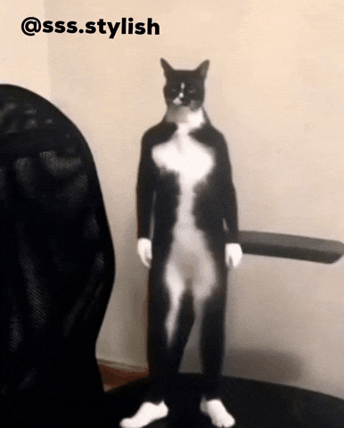 Black Cat Dancing GIF