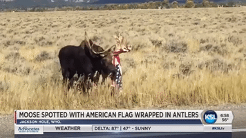 Usa Moose GIF