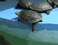 Killed A Turtle GIFs - Get the best GIF on GIPHY