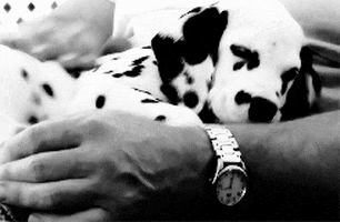 Dalmatian Puppy GIFs - Find & Share on GIPHY
