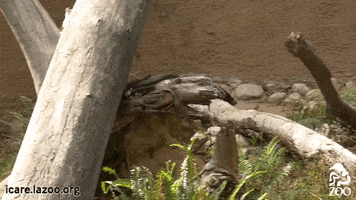 los angeles zoo running GIF by Los Angeles Zoo and Botanical Gardens