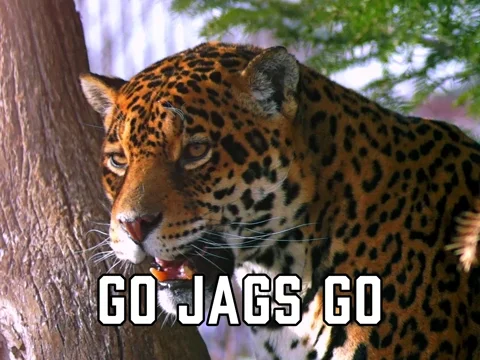 Jaguars GIF
