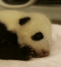 Sleepy Baby Panda Gif Find Share On Giphy