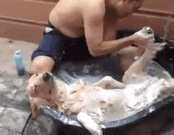 relaxed dog GIF