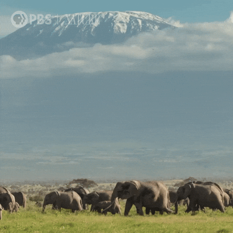 Explore Pbs Nature GIF by Nature on PBS