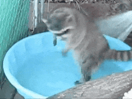animals happy shower bath raccoon