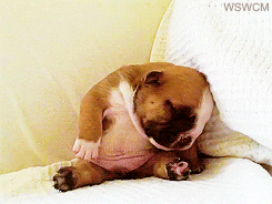 Video gif. A very small and round Bulldog puppy sits on his butt on a bed. He has his big head leaning on a pillow, but he is too tired and doesn't have the strength to keep it up. His head falls straight into the blanket and he lays there flopped in exhaustion. As he falls, the text, “ughhhhh” appears.