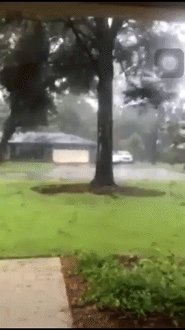 uprooted tree GIF