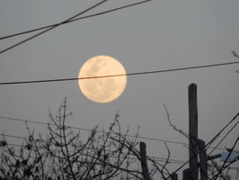 Moon Luna GIF