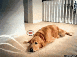 Dog Food GIF