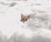 Cat Playing GIF