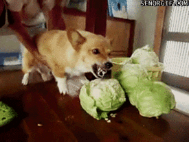 Angry Dog GIFs - Find & Share on GIPHY