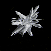 ilmio  GIF