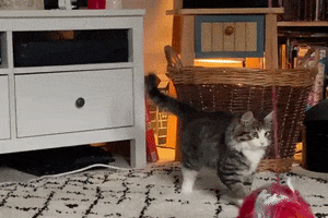Kitten Walking GIF