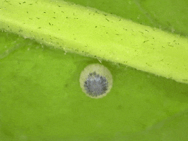 Monarch Butterfly Egg GIF by Ansel Oommen