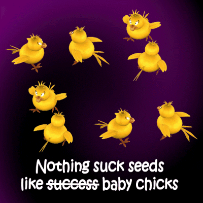 Baby Chicks Success GIF