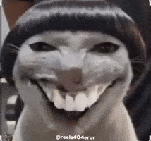 Cats Smiling Cat GIF