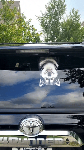 Malamute GIF by WiperTags Wiper Covers