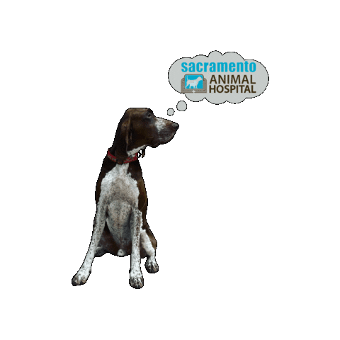 Sacramento Animal Hospital Sticker