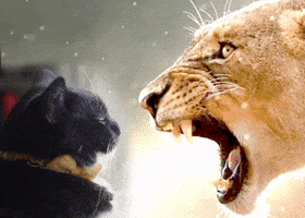 Lion Meme GIF