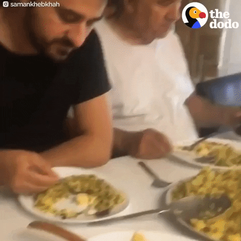 Dinner table eating GIF by The Dodo