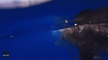 Tiger Shark Ocean GIF by Storyful