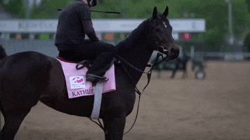 Horse Louisville GIF by Kentucky Derby