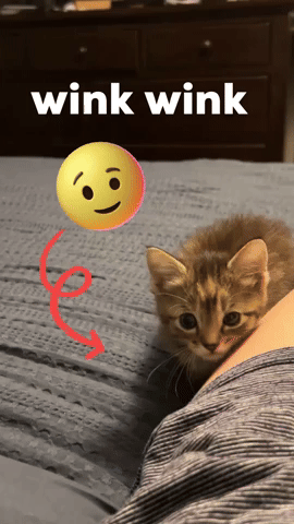 Cat GIF