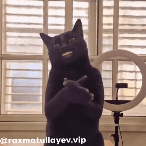 Bye Bye Cat GIF