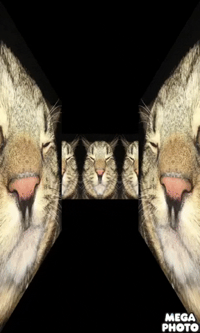 TheOdiecat cat odie oodle odiecat GIF
